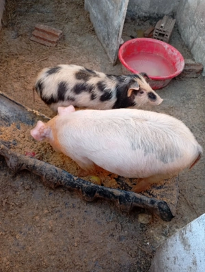 De vânzare purcei  - imagine 3