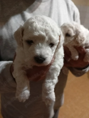 De vânzare puii de bichoni frisse 