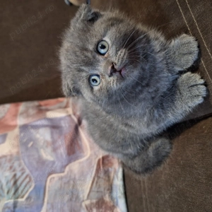 Pui Scottish Fold  - imagine 3