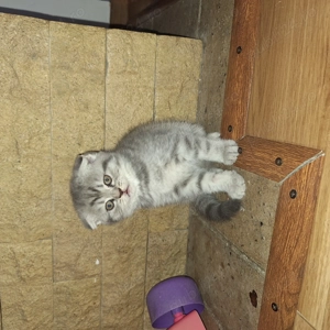 Pui Scottish Fold  - imagine 2