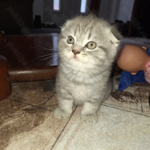 Pui Scottish Fold 