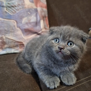 Pui Scottish Fold 