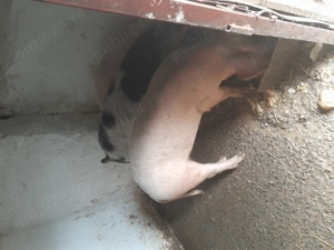 Porc castrați și două purcelușe  - imagine 2