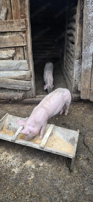 De vanzare 2 porci ! - imagine 2