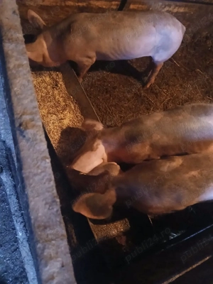 vând purcei petreni si petrean cu marele alb - imagine 4