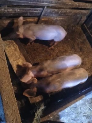 vând purcei petreni si petrean cu marele alb - imagine 2