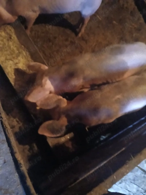 vând purcei petreni si petrean cu marele alb