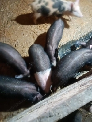 vand purcei bazna cu pietrean  - imagine 2