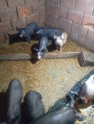 vand purcei bazna cu pietrean  - imagine 5