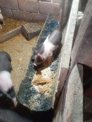 vand purcei bazna cu pietrean  - imagine 3