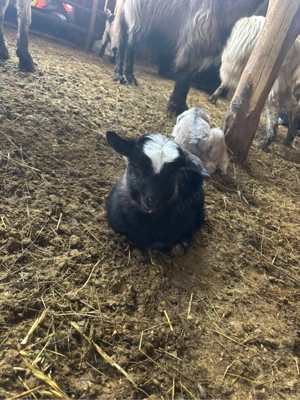 De vanzare iezi sugari  - imagine 3