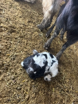 De vanzare iezi sugari  - imagine 4