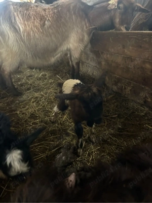 De vanzare iezi sugari 