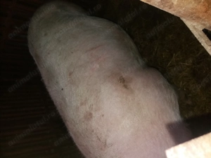 Scroafa gestanta  - imagine 2