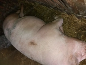 Scroafa gestanta  - imagine 3