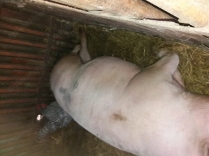 Scroafa gestanta  - imagine 4