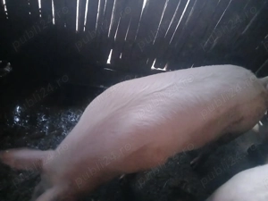 Vând unul din doi la alegere 110-140 kg   - imagine 3