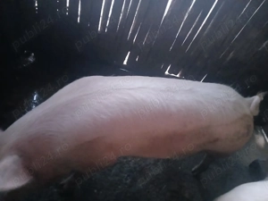 Vând unul din doi la alegere 110-140 kg   - imagine 4