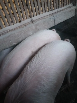 Vând unul din doi la alegere 110-140 kg   - imagine 2