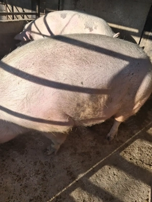 de vânzare 2 scroafe 290..330 kg rasă marele alb ofer transport la nevoie 