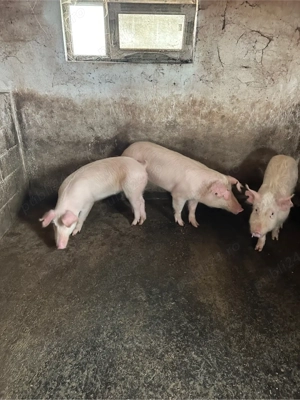 Pietrain si Landras 35-60 kg - imagine 4