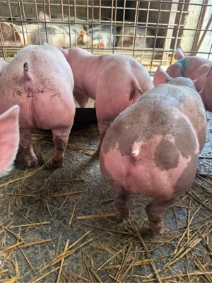 Purcei de vanzare - imagine 2