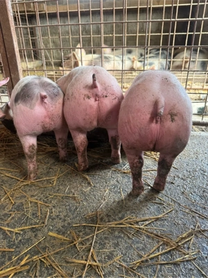 Purcei de vanzare - imagine 4