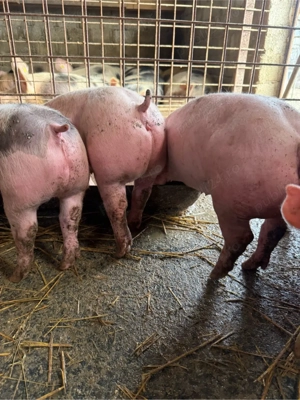 Purcei de vanzare - imagine 5