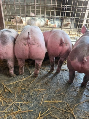 Purcei de vanzare - imagine 3