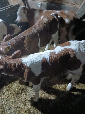 vand 4 taurasi baltati