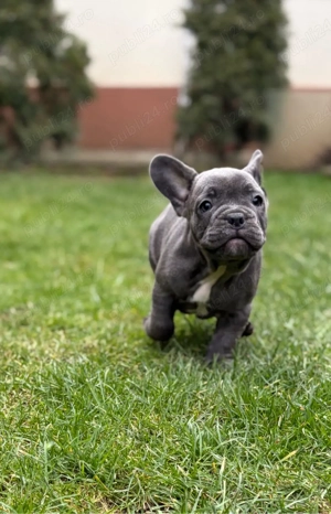 Bulldog Francez Blue  - imagine 2