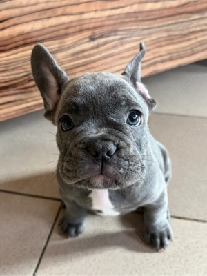 Bulldog Francez Blue  - imagine 3