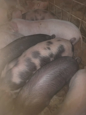 Vand 10 purcei castrati