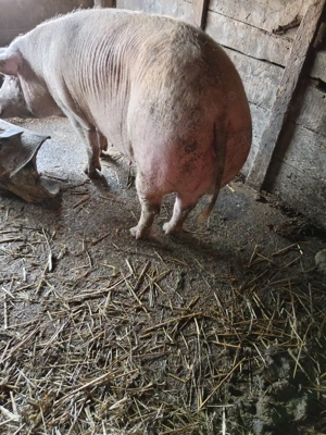 Scroafe grase - imagine 3