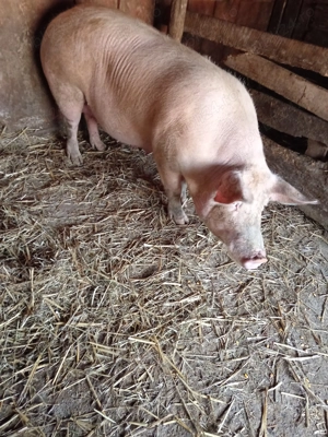 Scroafe grase - imagine 4