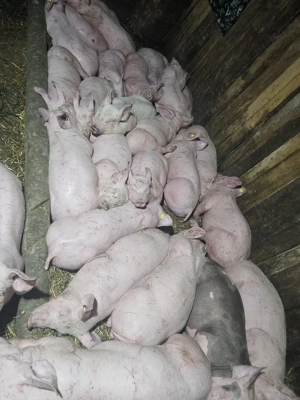 vând soldani rasa de calitate de carne 40-45 kg mascul castrați femele disponibile 