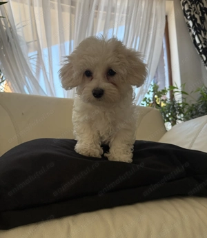 Bichon maltese mini toy