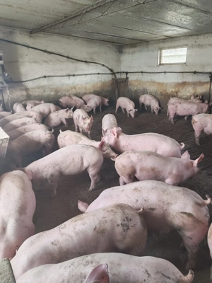 vind soldani de carne  - imagine 3