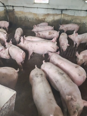 vind porci de carne - imagine 2