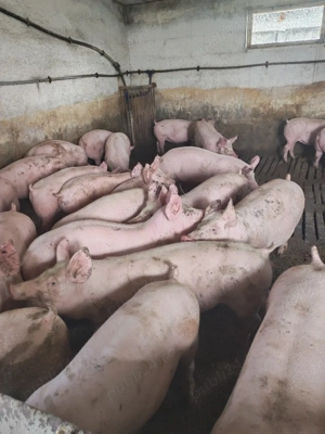 vind soldani de carne  - imagine 4