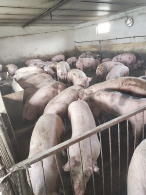 vind porci de carne - imagine 4