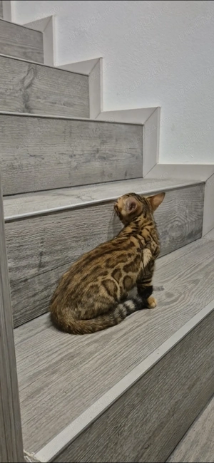 Vand pui pisic bengalez 