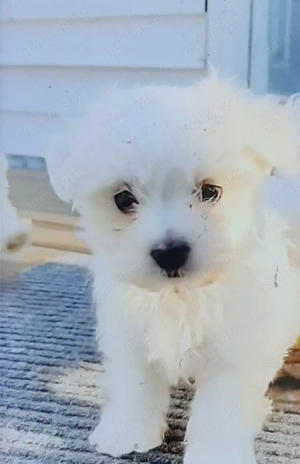Vand bichon miny toy 6 saptamani 
