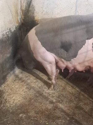 scroafa intarcata - imagine 2