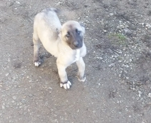 Vând doi căței de Kangal,femela si mascul - imagine 3