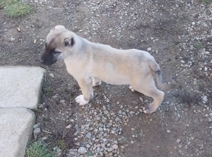 Vând doi căței de Kangal,femela si mascul - imagine 4