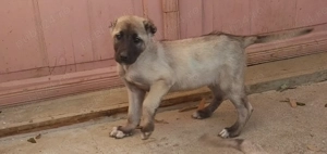 Vând doi căței de Kangal,femela si mascul - imagine 2
