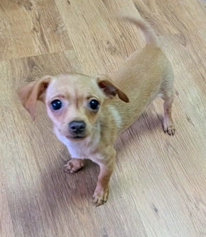 Pui Chihuahua Mini - Vaccinați și deparasitați - imagine 5