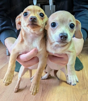 Pui Chihuahua Mini - Vaccinați și deparasitați - imagine 3