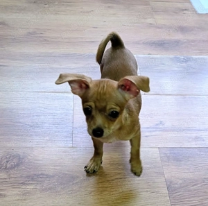 Pui Chihuahua Mini - Vaccinați și deparasitați - imagine 4